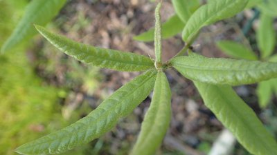 Quercus imbricaria - dub celokrajný